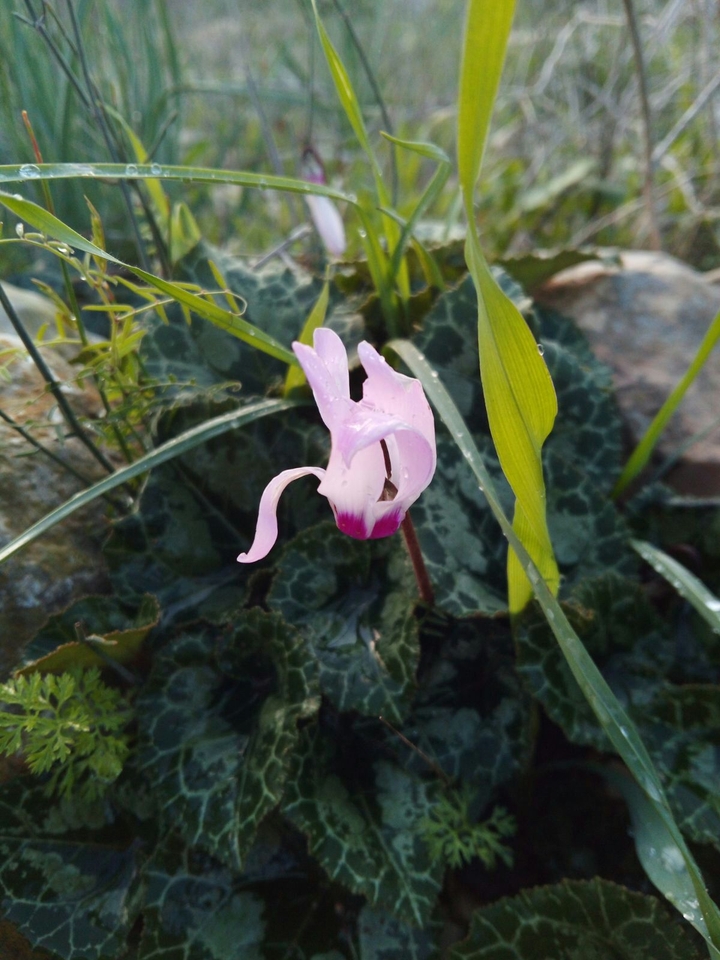 pink flower