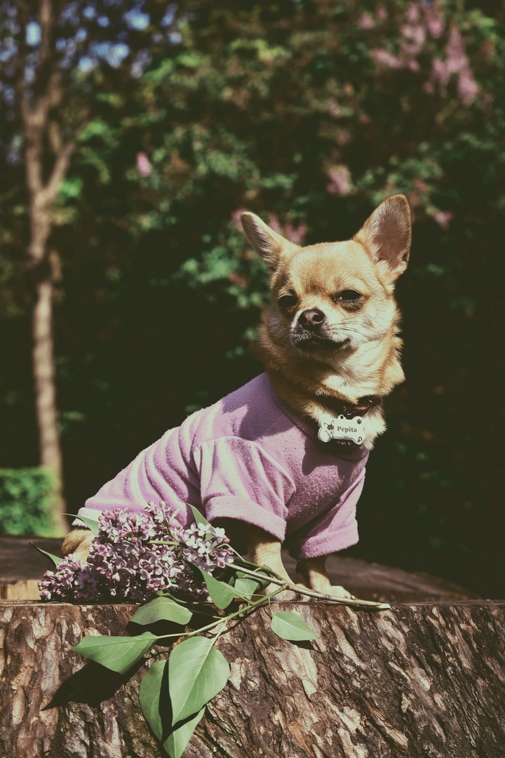 Adorable chihuahua