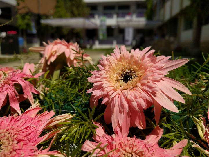 flowers