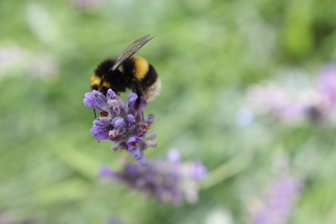 רקעים insect, pollinator