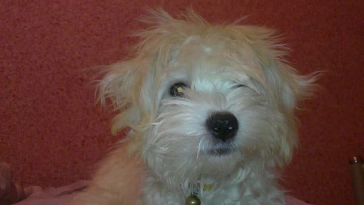dog