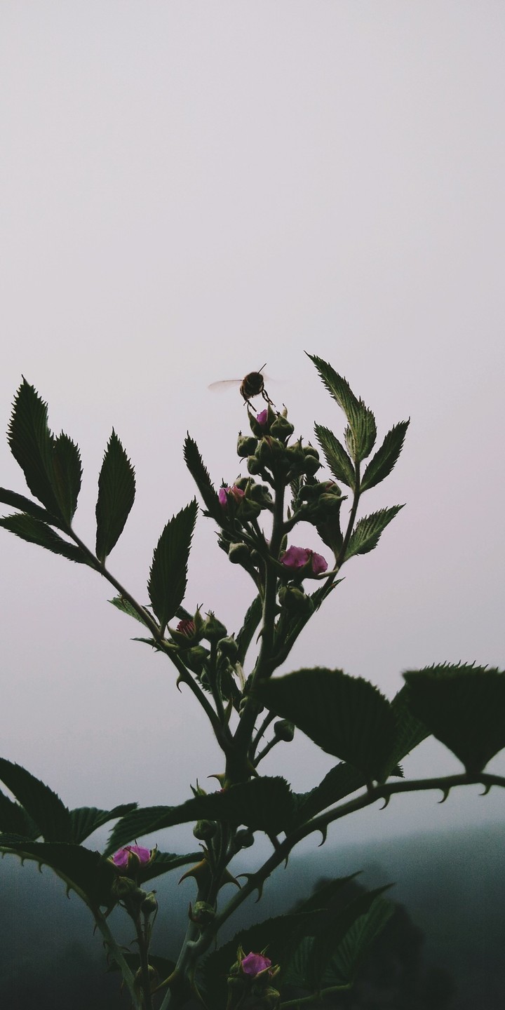 bee collecting honey