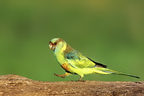 тапети beak, songbird