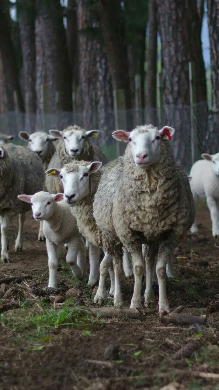 flock