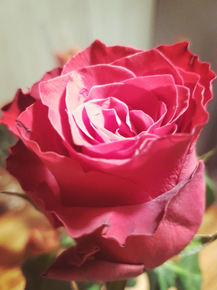 Red rose