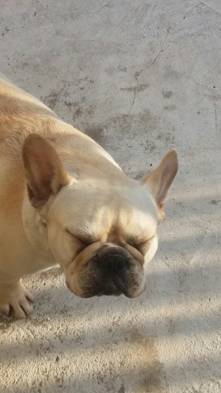 dog quente