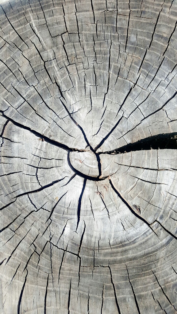 wood