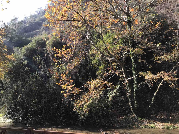 Autumn
