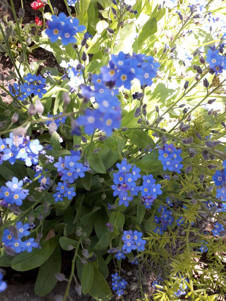 Flowers