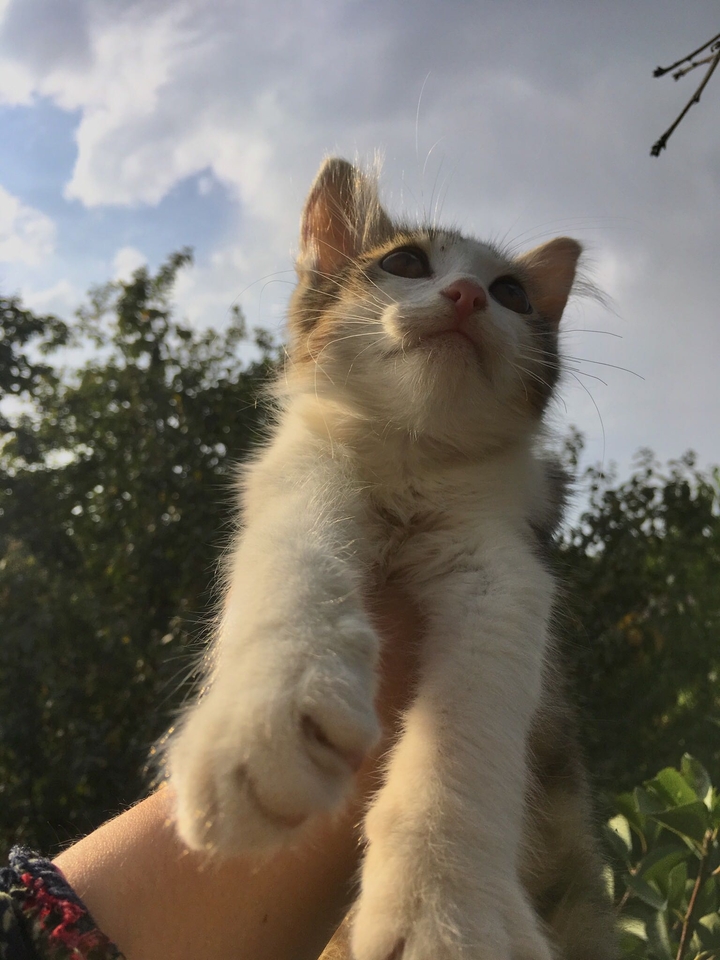Котенок
