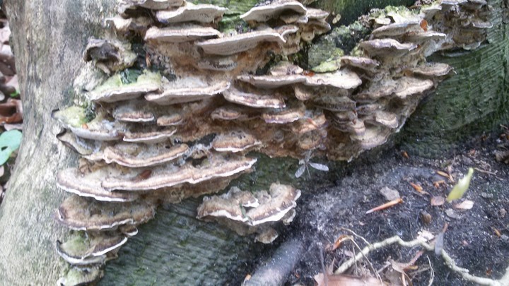 mushrooms on tree