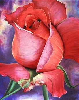 floribunda, flower háttérképek