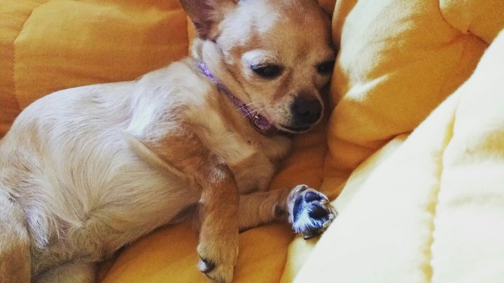 Lovely dog