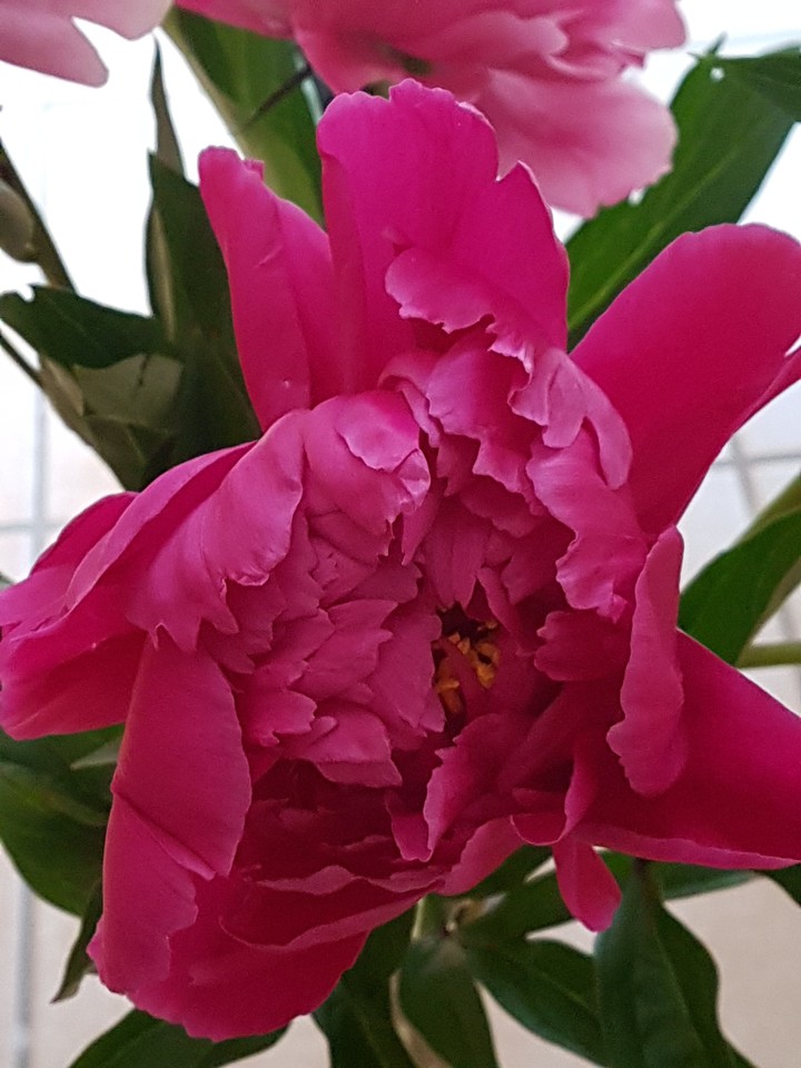 Pfingstrose