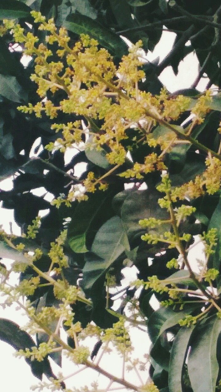 mango flowers
