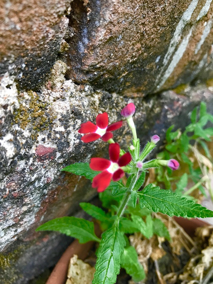 life#flower#love