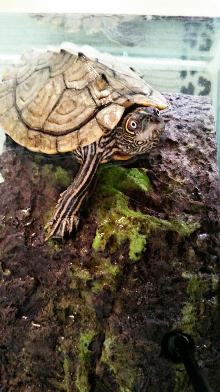 Höckerschildkröte