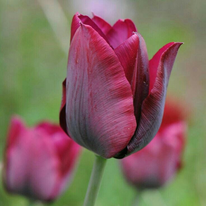 Tulip