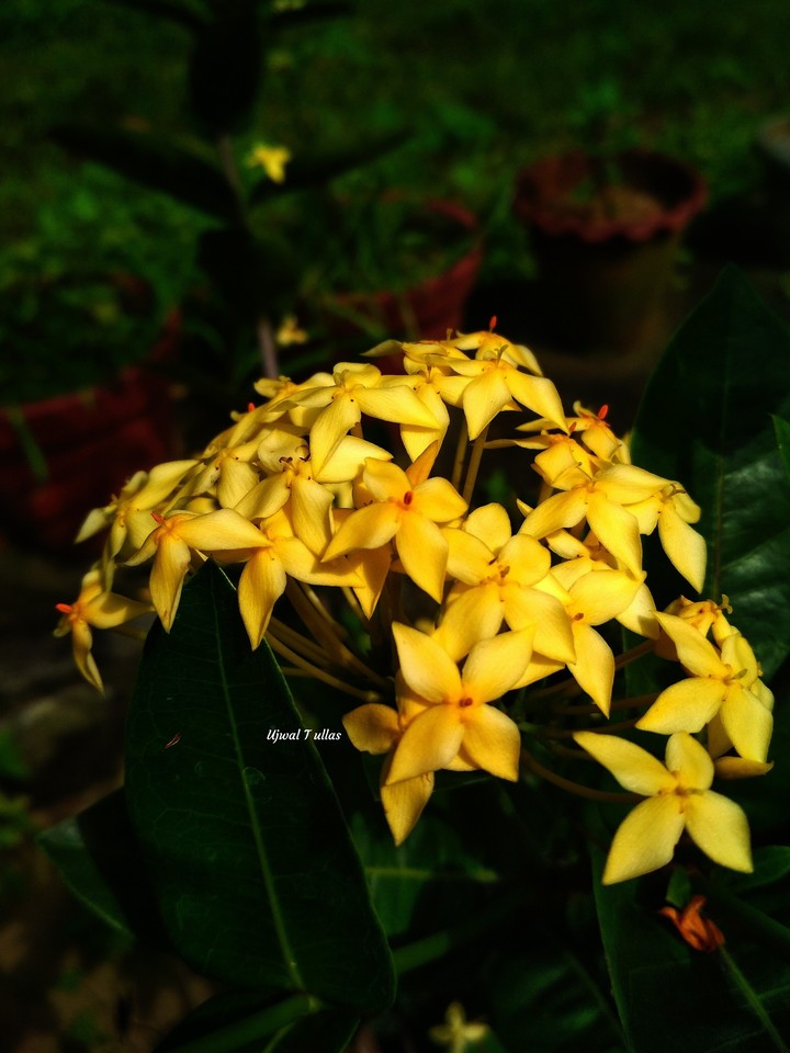 flower