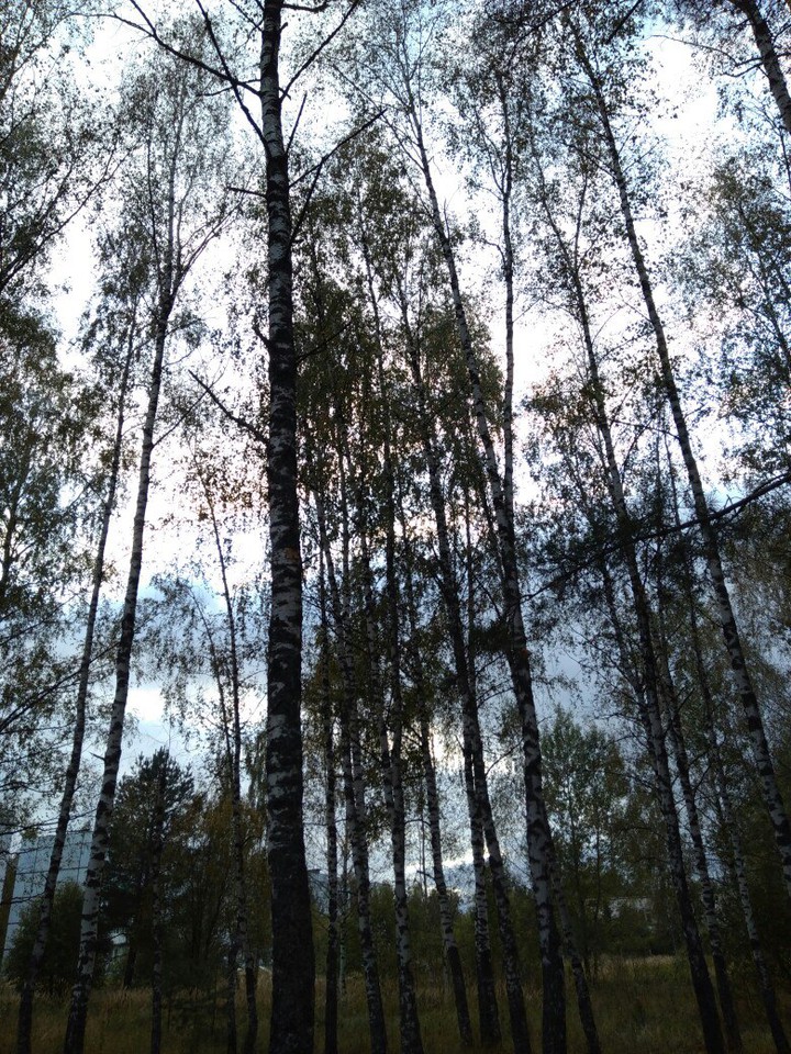 лес