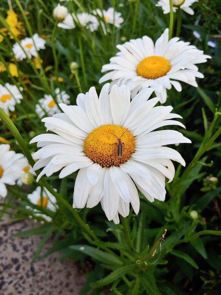Daisy and the Lightning Bug