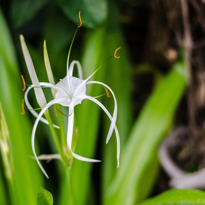 nice flower