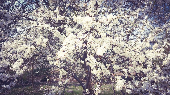 spring flowers