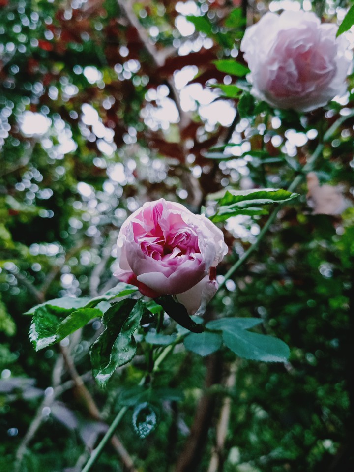 Blossom