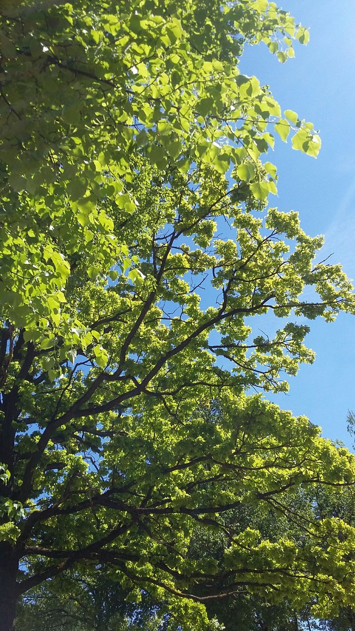 green tree