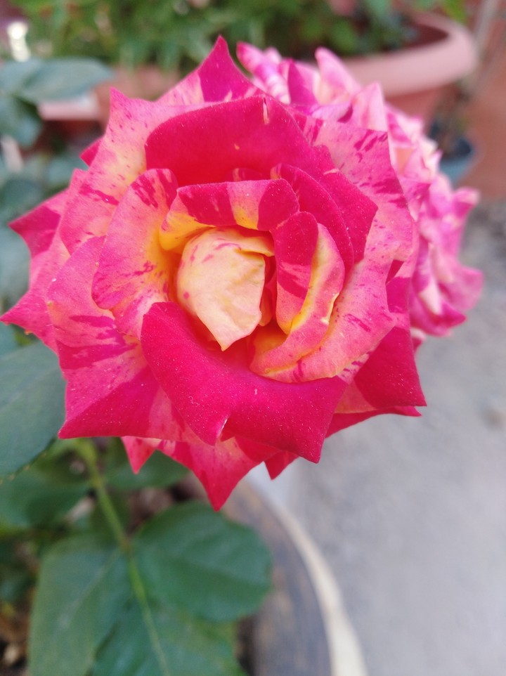 rosa