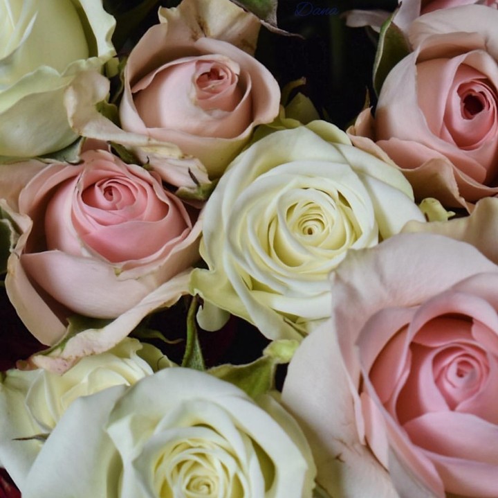 soft beauty