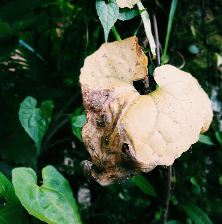 Depth Shot by Lenovo K8 Note