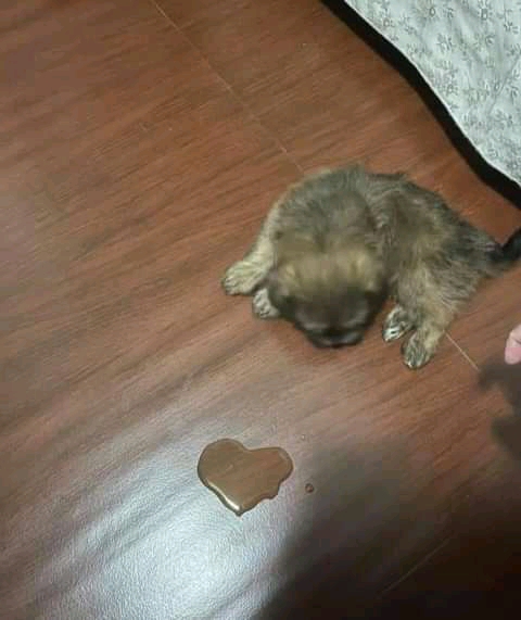 doggy