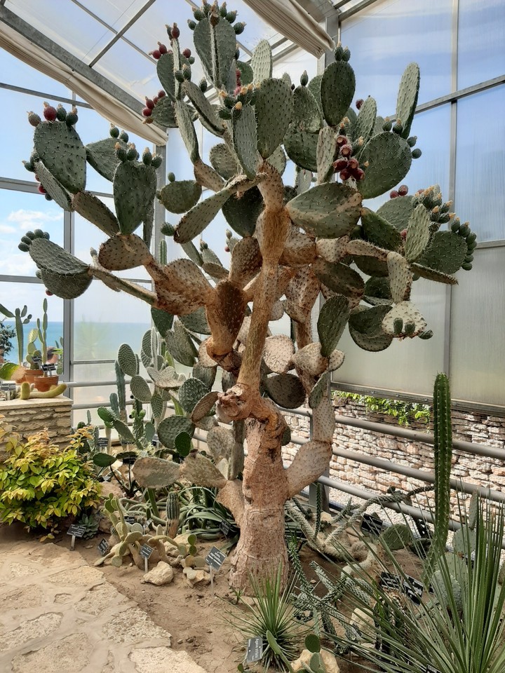 sea garden