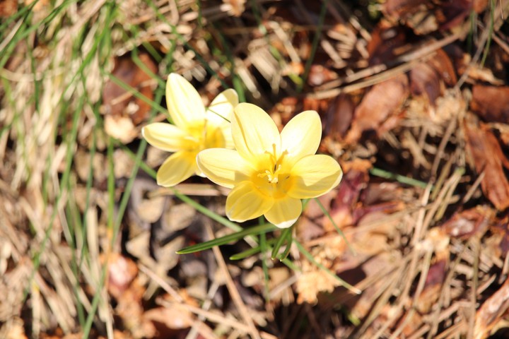 krokusy