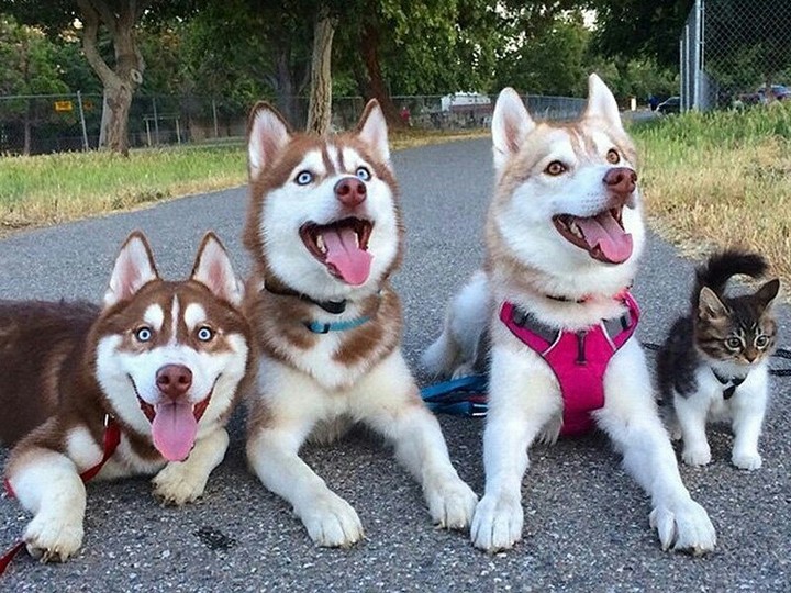 хаски и котэ