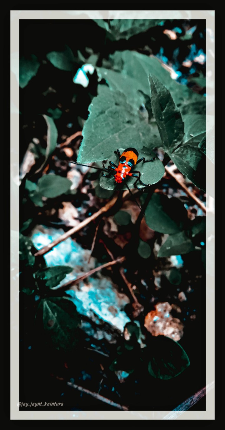 insect