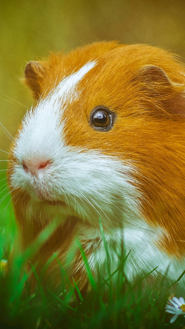 pig