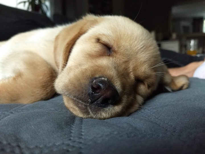 Sleeping puppy