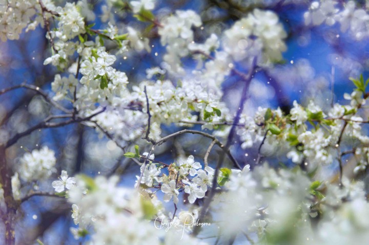 spring