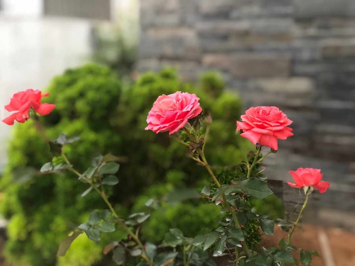 roses  r always special