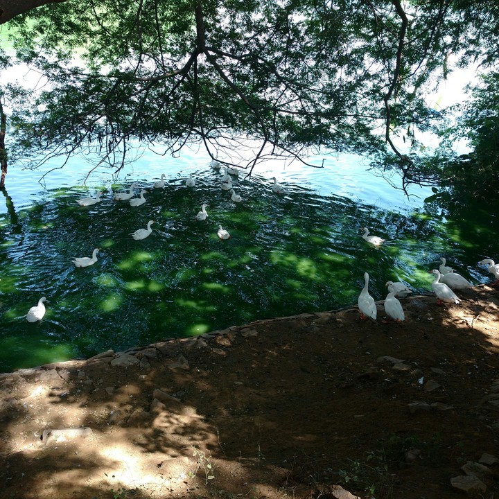 Ponds