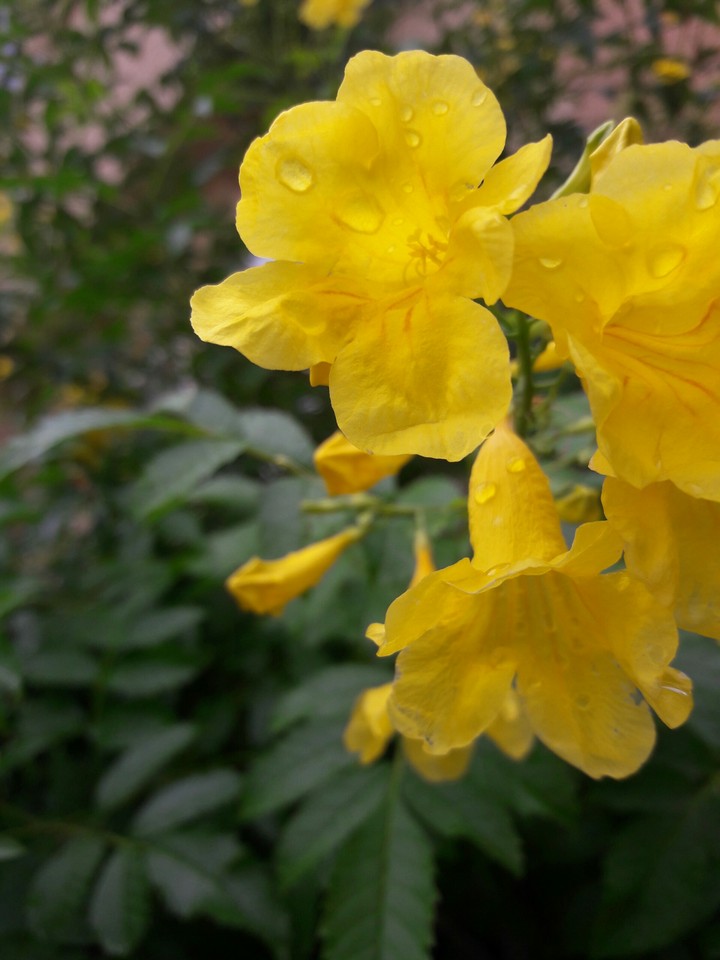 Yellow Bell Flowers