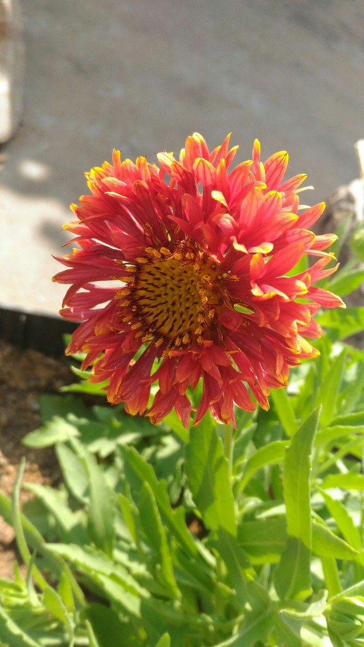flower