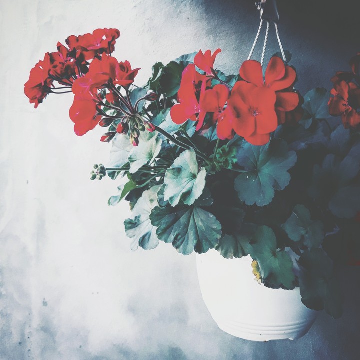 red flower muscata