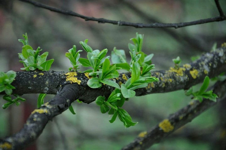 leaves