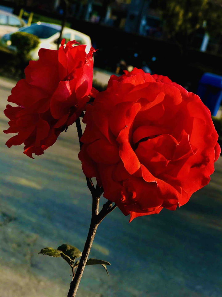 rose