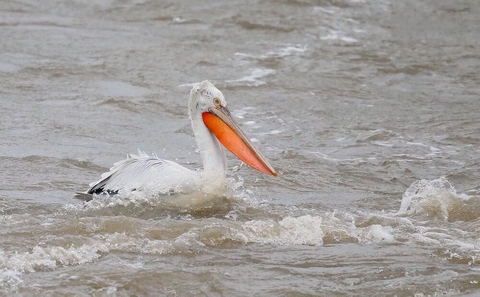 Pelican