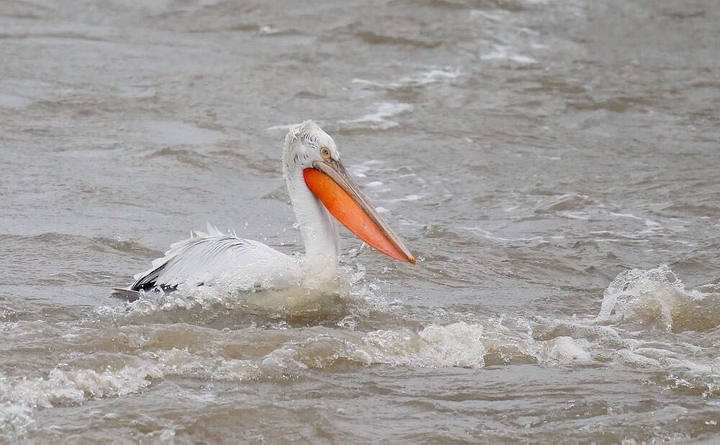 Pelican