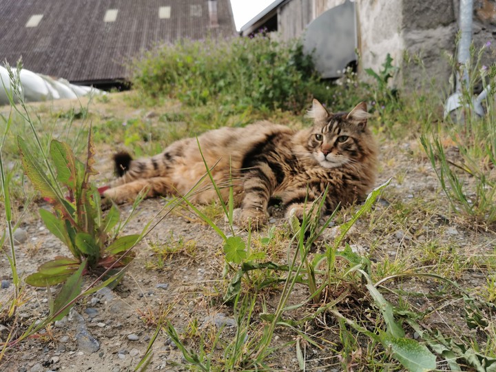 cat